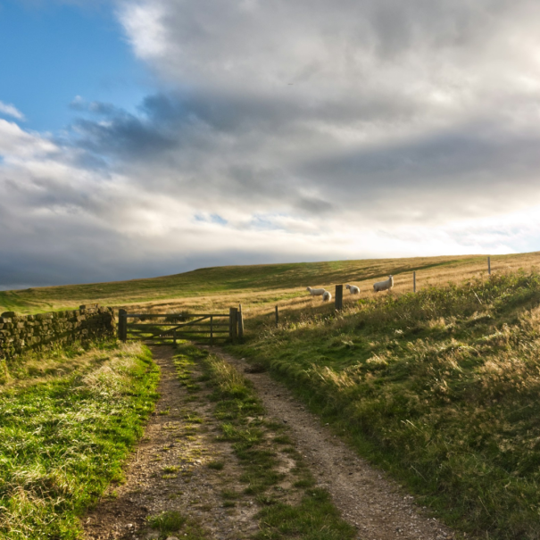 Un chemin de terre mène à un portail en bois dans un champ herbeux, avec des moutons paissant près d'une clôture sous un ciel partiellement nuageux.